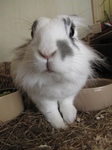 SX26201 Cleo in her hutch.jpg